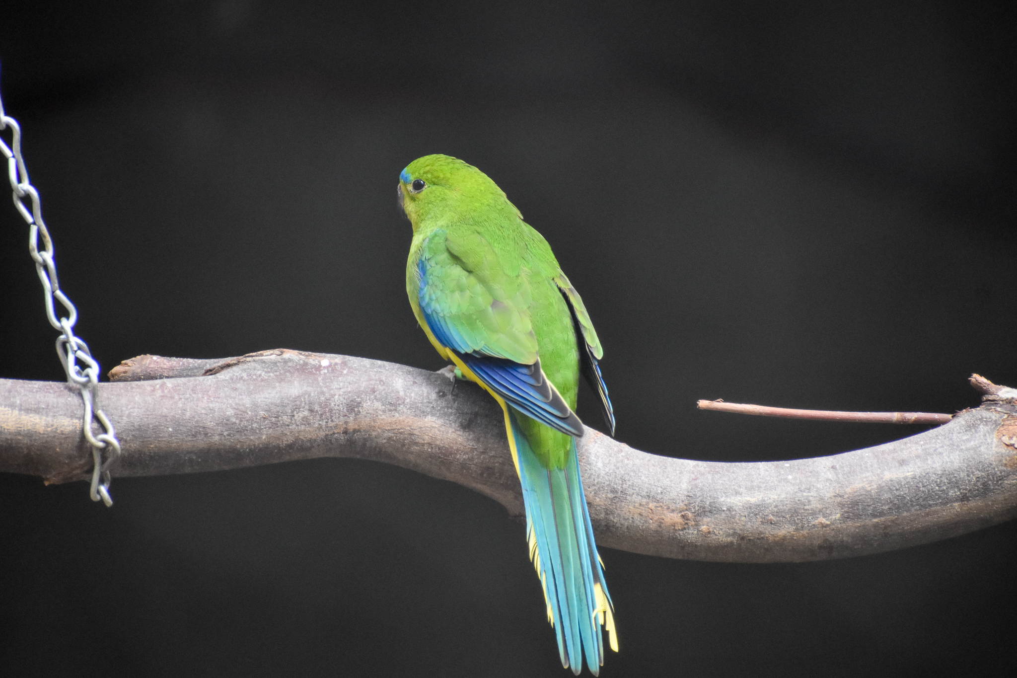 Orange-bellied Parrot