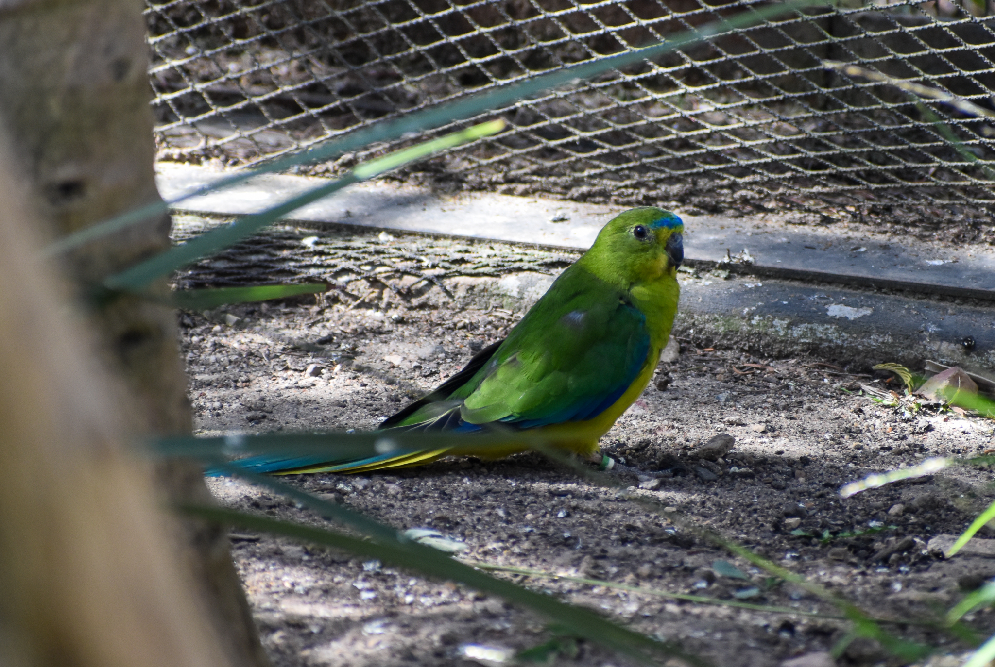 Orange-bellied Parrot