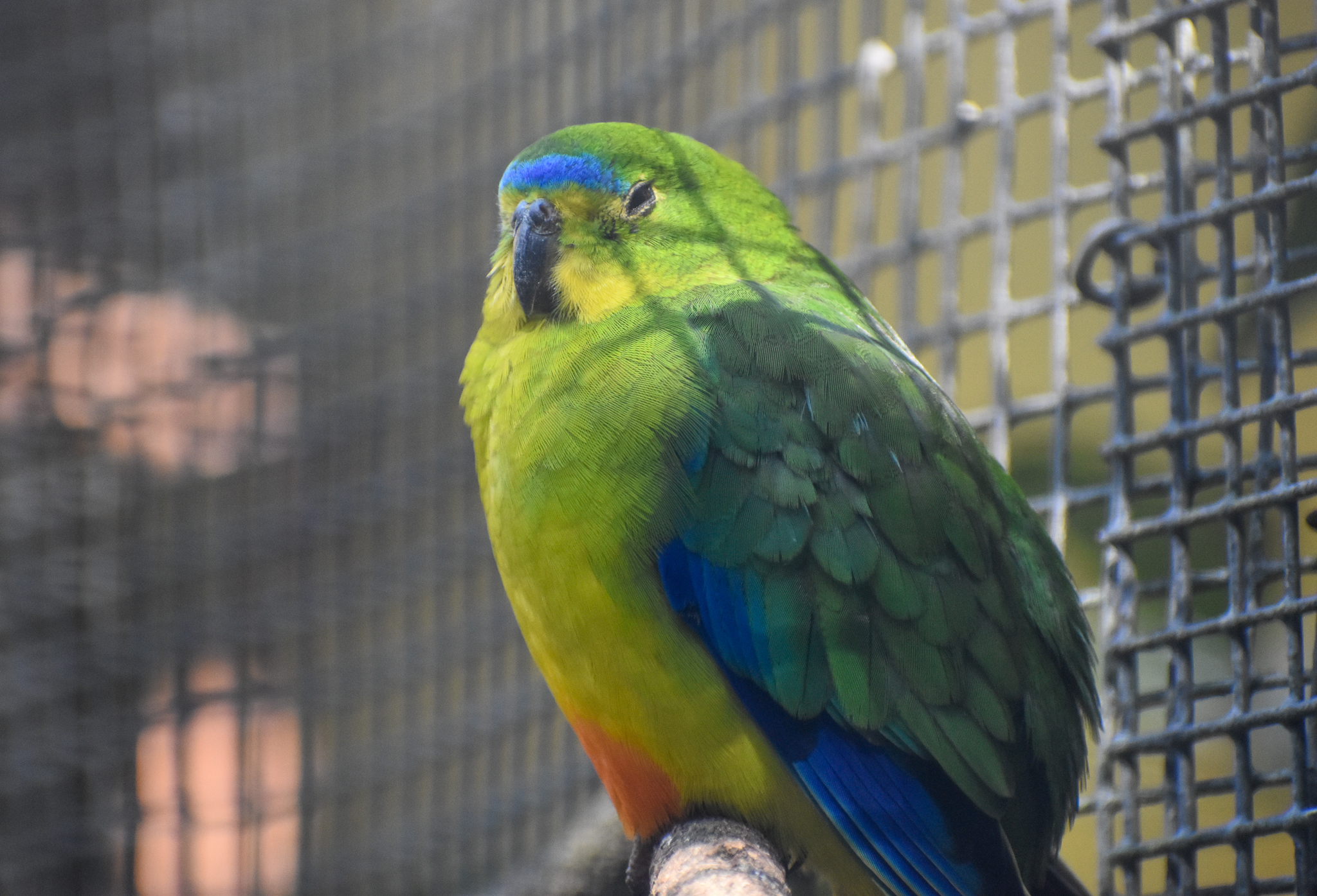 Orange-bellied Parrot