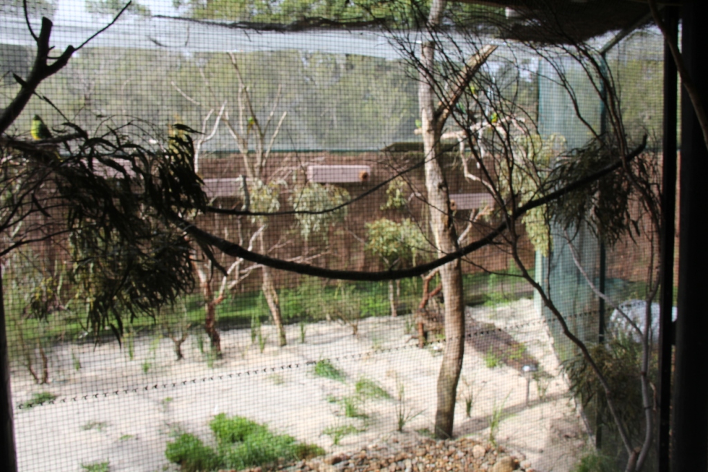 Orange-bellied Parrots display aviary