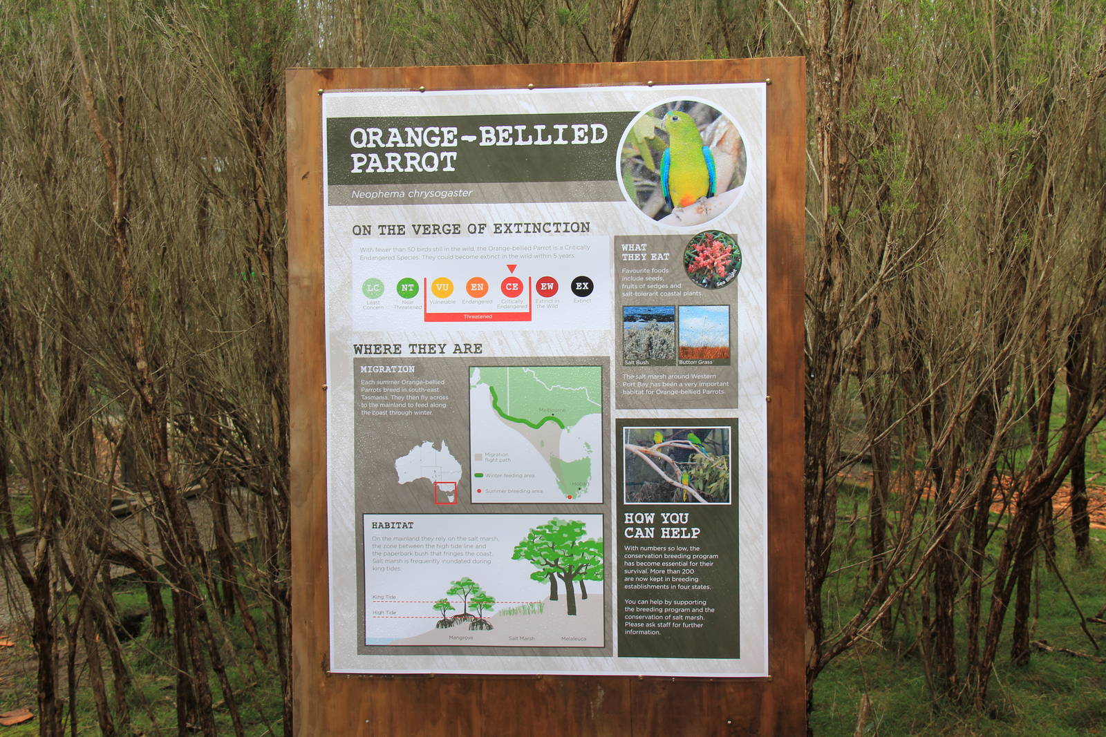 Orange-bellied Parrots interp display