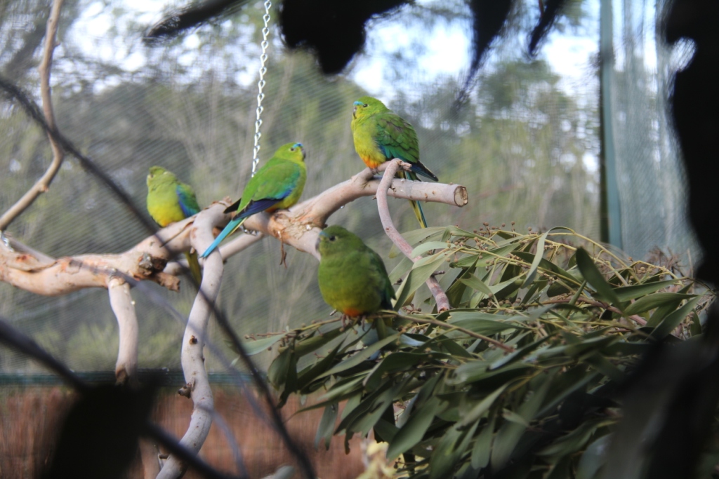 Orange Bellied Parrots