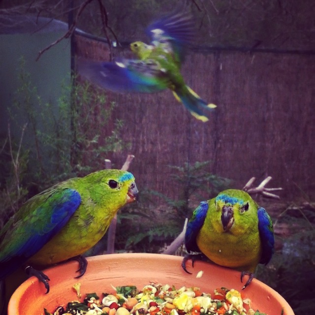 Orange Bellied Parrots