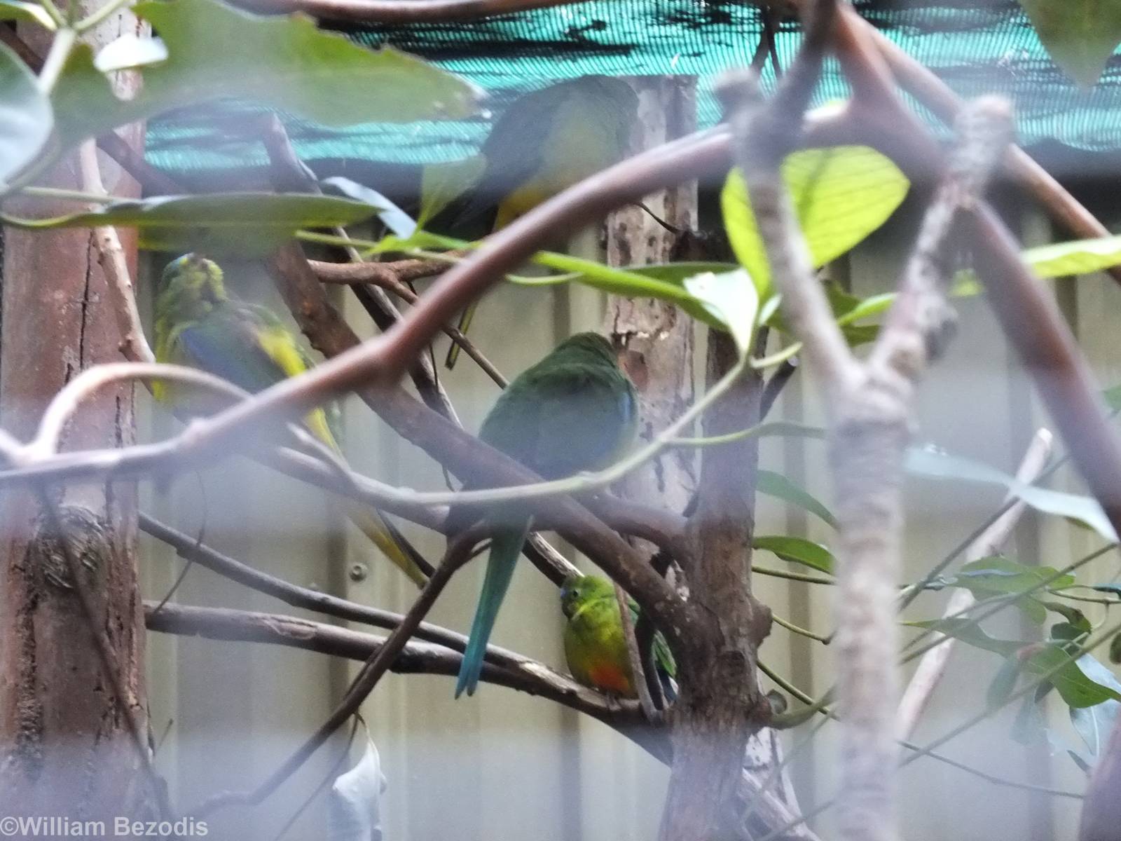 Orange-bellied Parrots