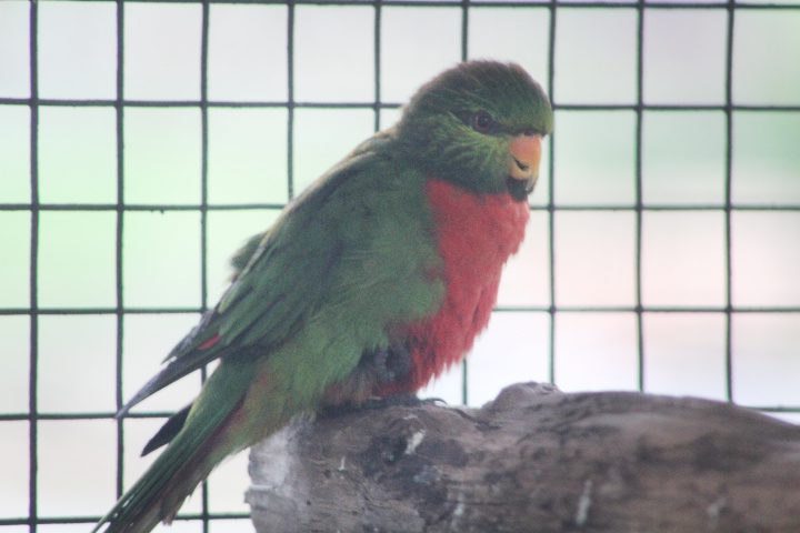 Orange-billed lorikeet (Neopsittacus pullicauda pullicauda) - Bird Park