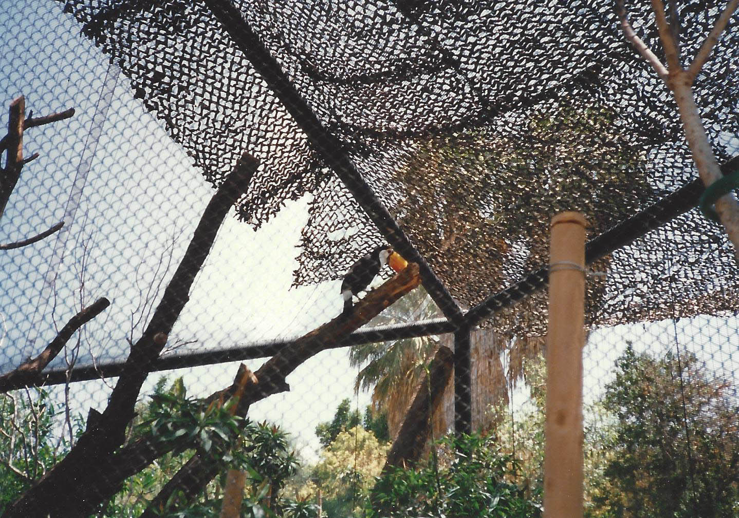 Orange-Billed Toco Toucan 1990s