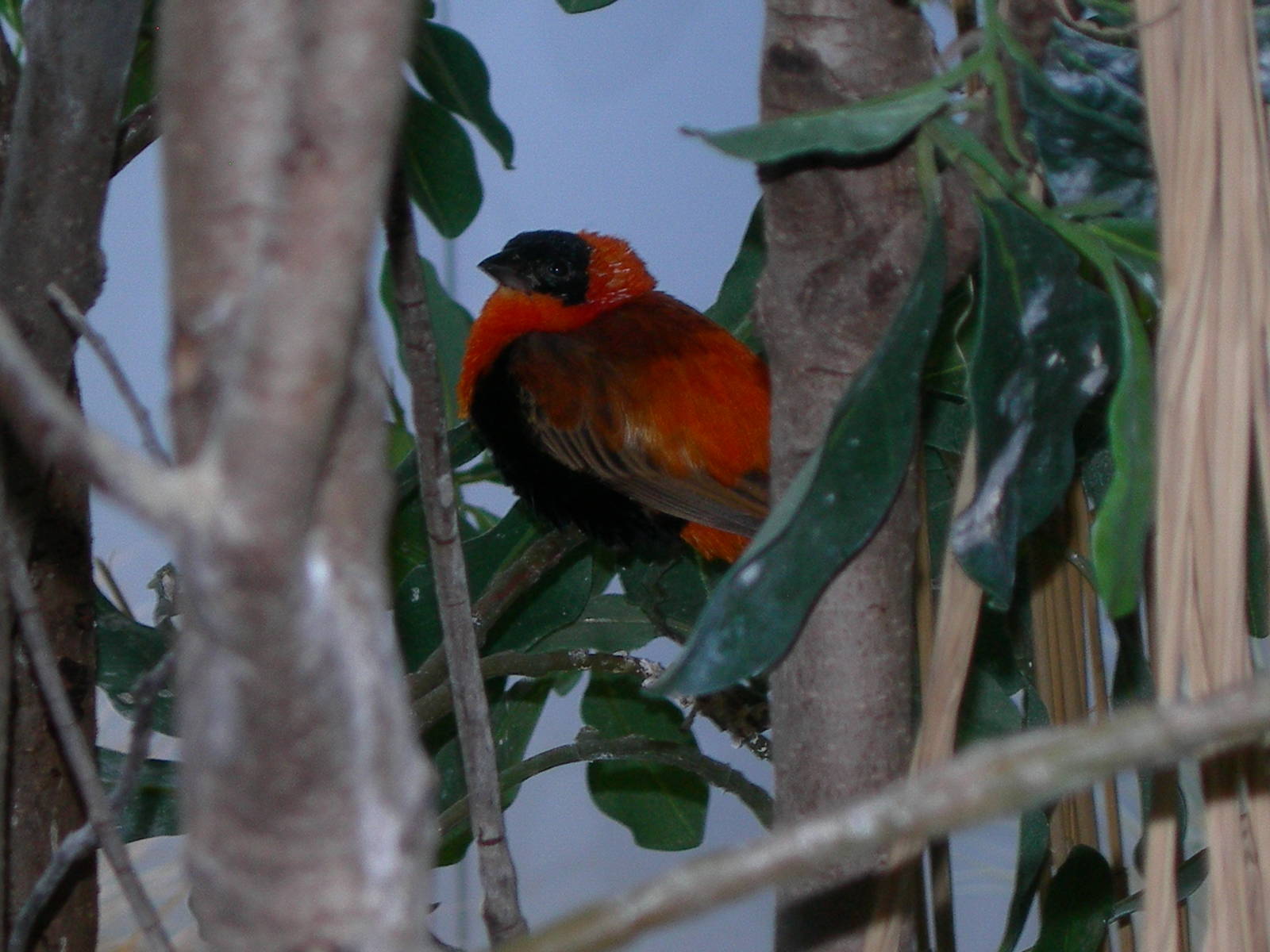 Orange Bishop(Euplectes franciscanus)