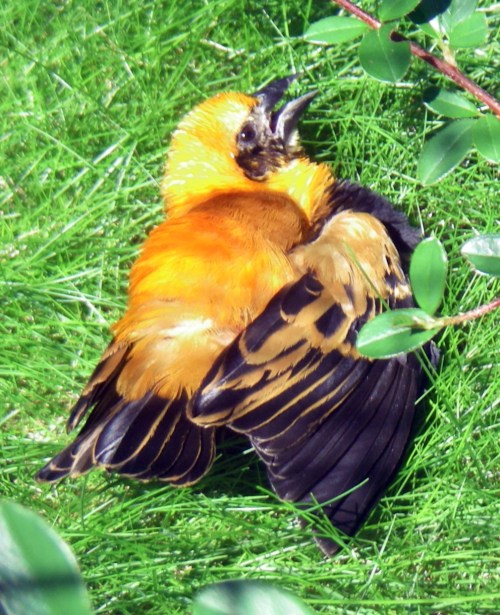 Orange Bishop (Euplectes franciscanus)