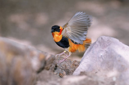 orange bishop, Reid Park Zoo