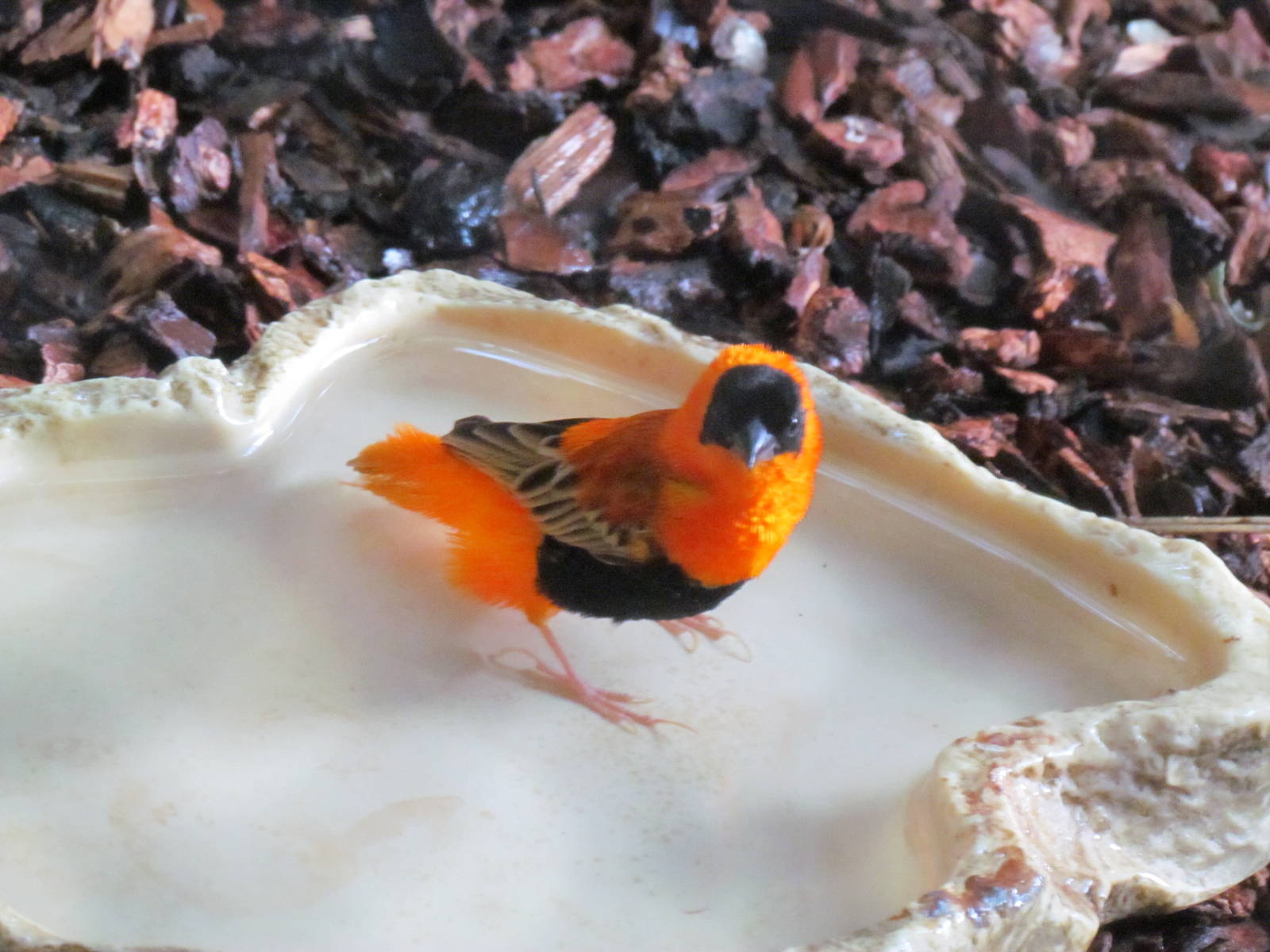 Orange Bishop Weaver