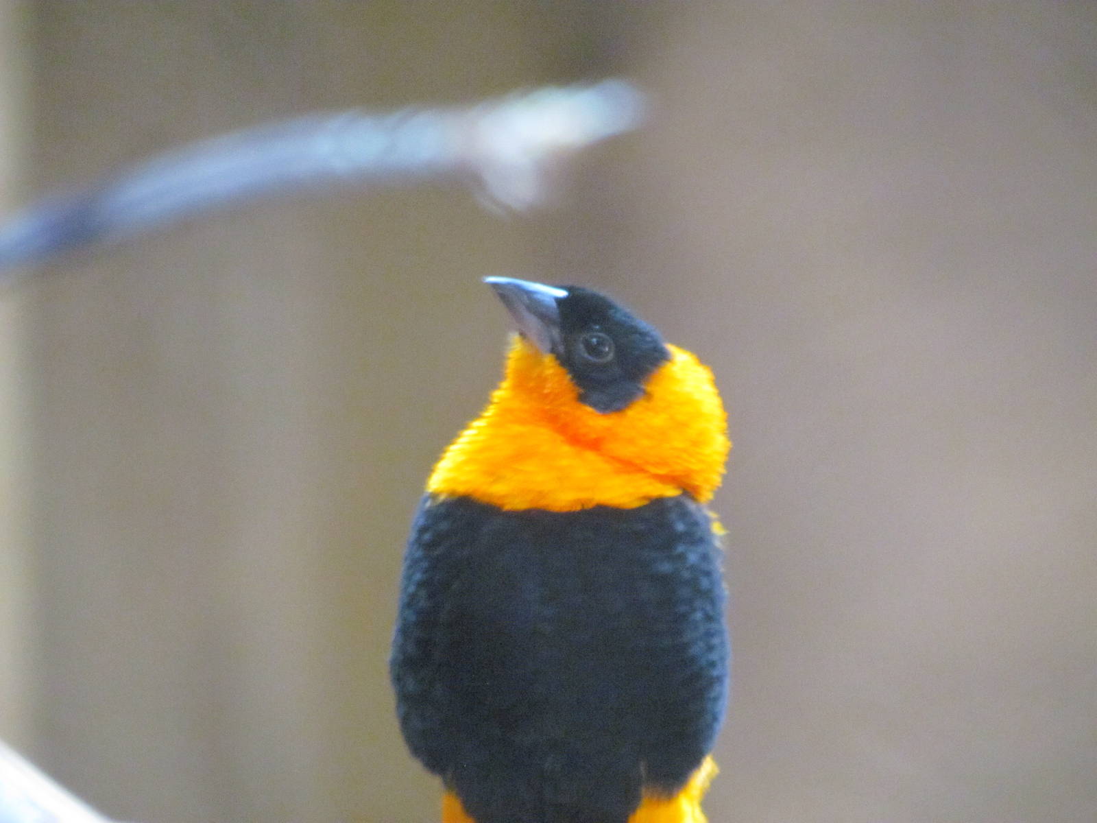 Orange Bishop Weaver