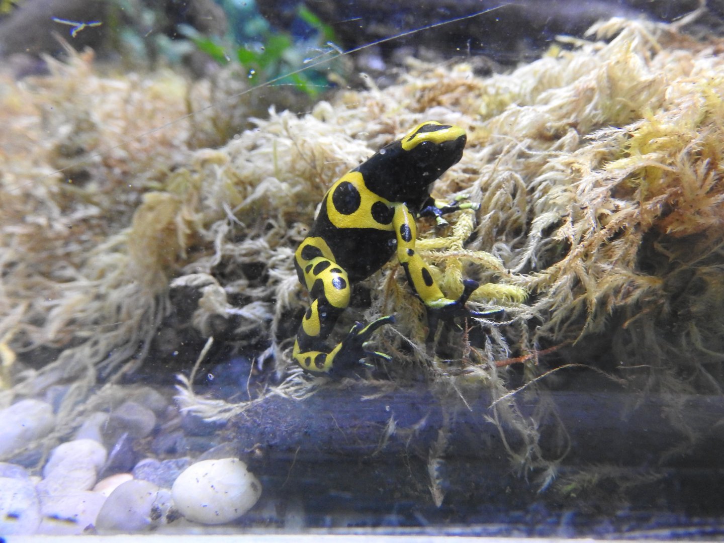 Orange & Black Poison Dart Frog
