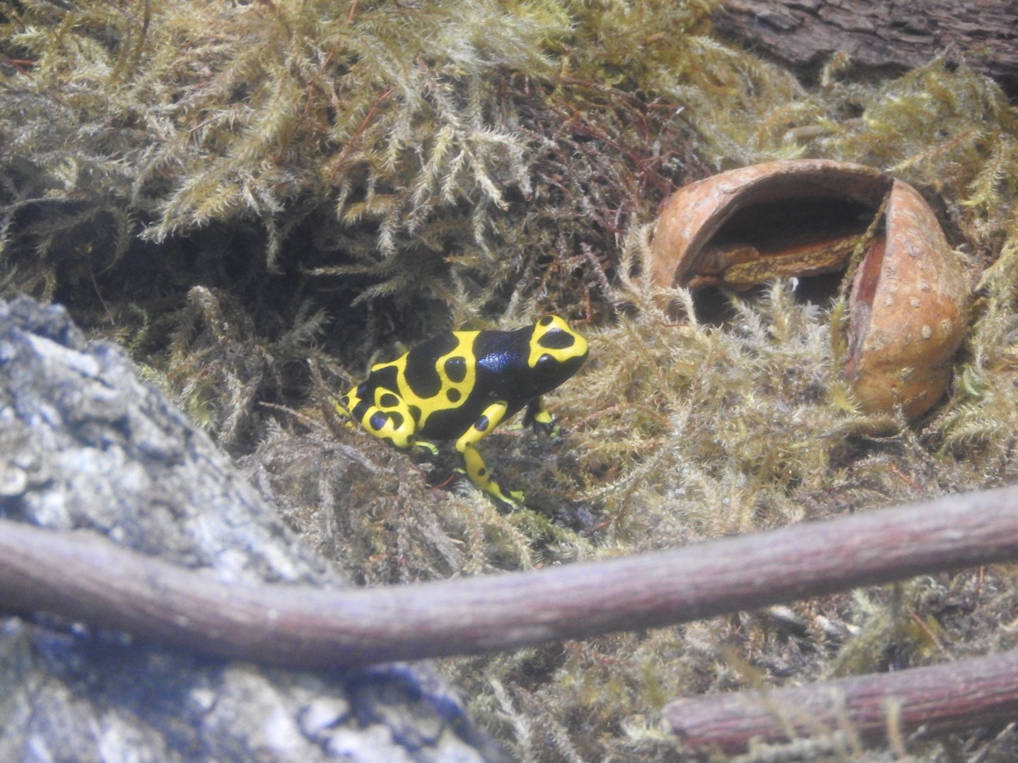 Orange & Black Poison Frog