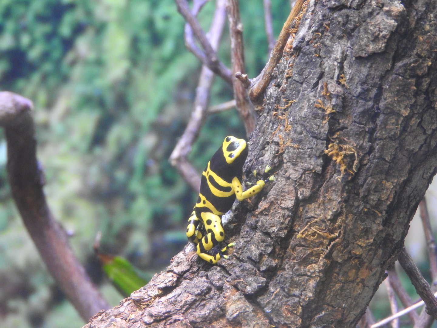 Orange & Black Poison Frog