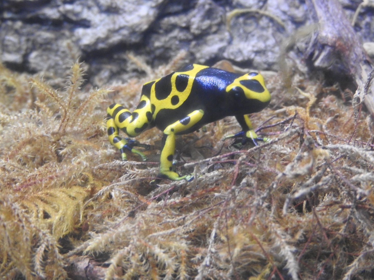 Orange & Black Poison Frog