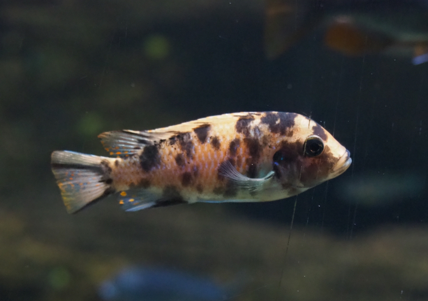 Orange blotch female Zebra mbuna (Maylandia zebra), 2019-04-20