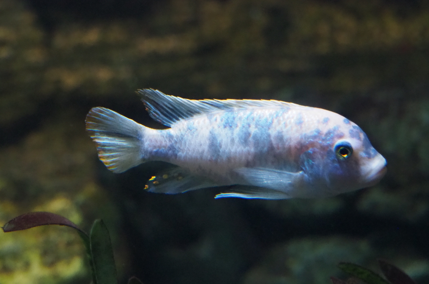 Orange blotch/Marmalade cat male Zebra mbuna (Maylandia zebra), 2019-04-20