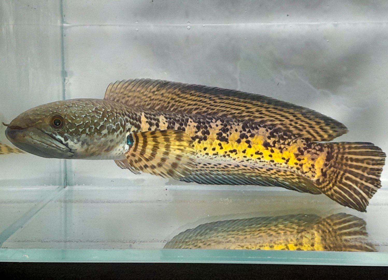 Orange-blotched Snakehead (Channa aurantimaculata)