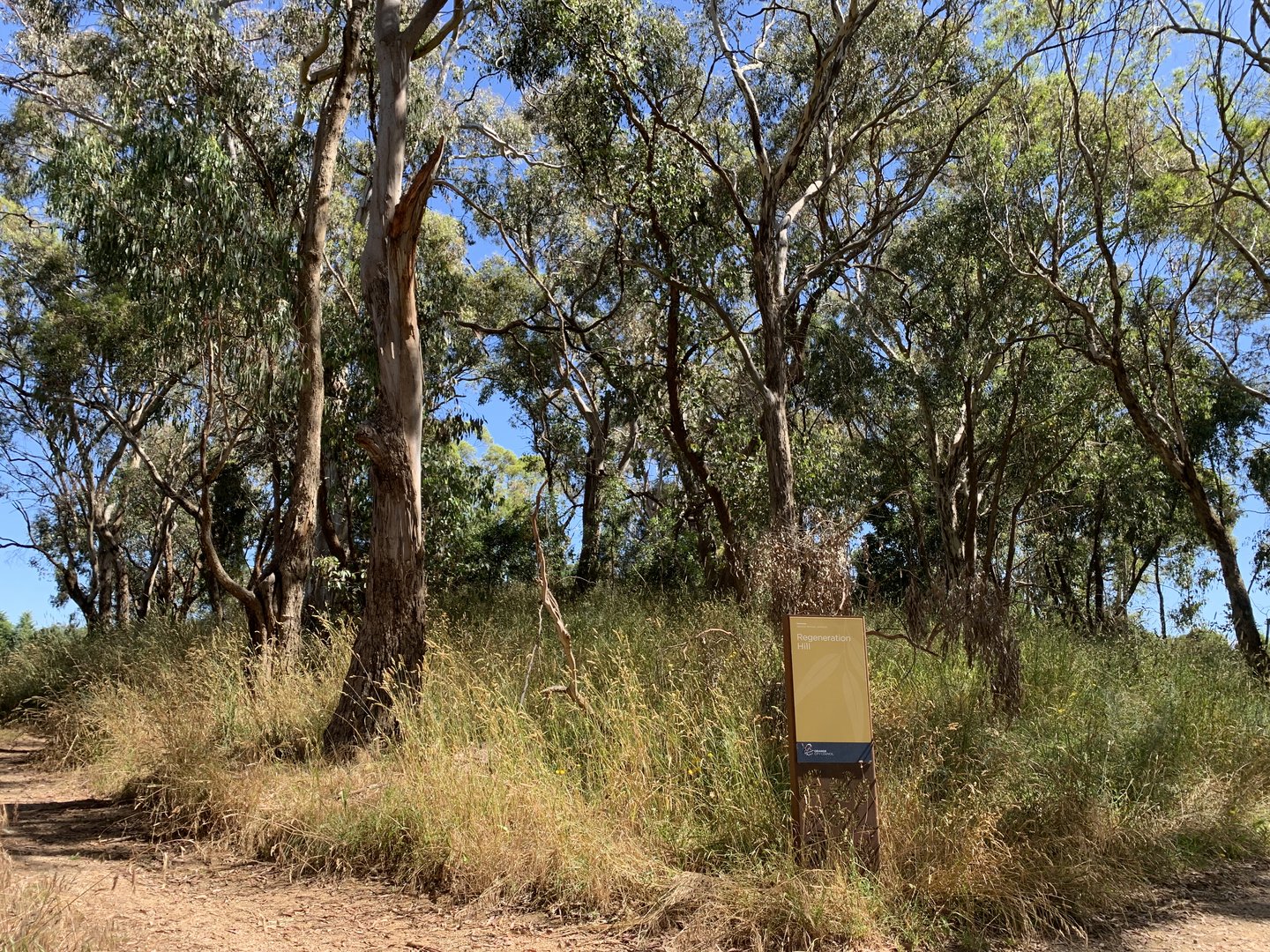 Orange Botanic Gardens- Regeneration Hill