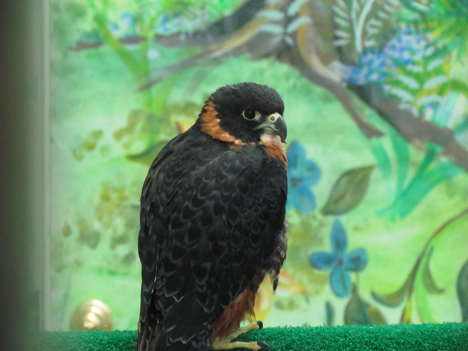 Orange-breasted Falcon
