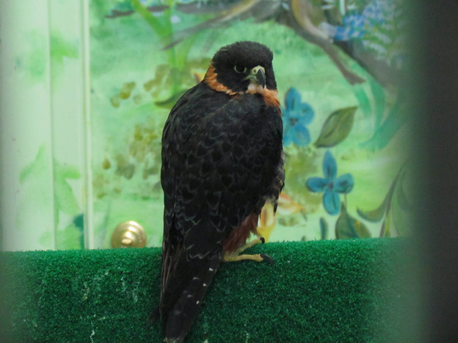 Orange-breasted Falcon