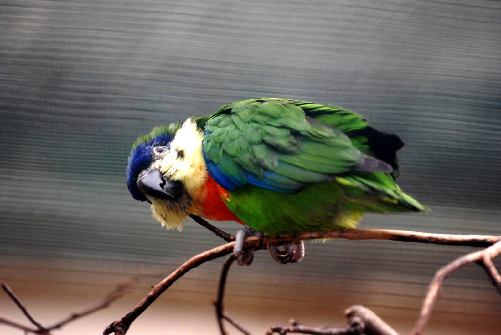 Orange-breasted Fig Parrot at Walsrode, 22/03/13