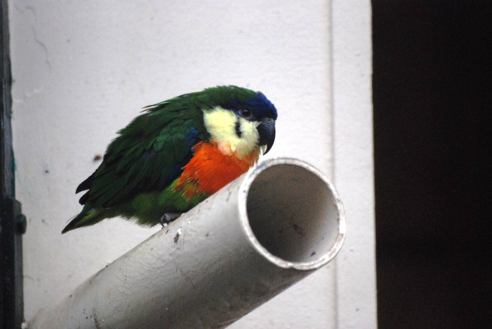 Orange-breasted Fig Parrot at Walsrode, 22/03/13