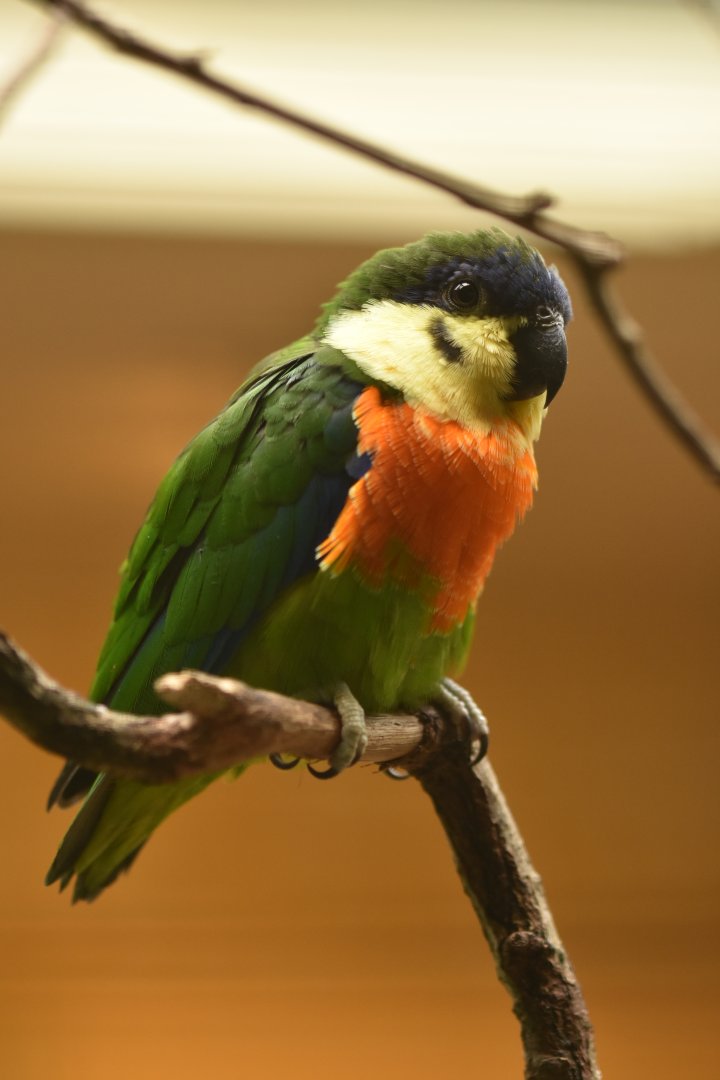 Orange-breasted Fig-Parrot Cyclopsitta gulielmitertii