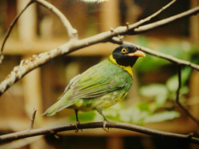 Orange-breasted Fruiteater (Pipreola jucunda)