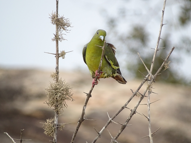 Orange-breasted green pigeon