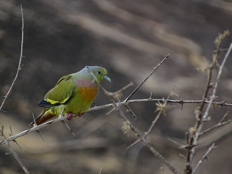 Orange-breasted green pigeon