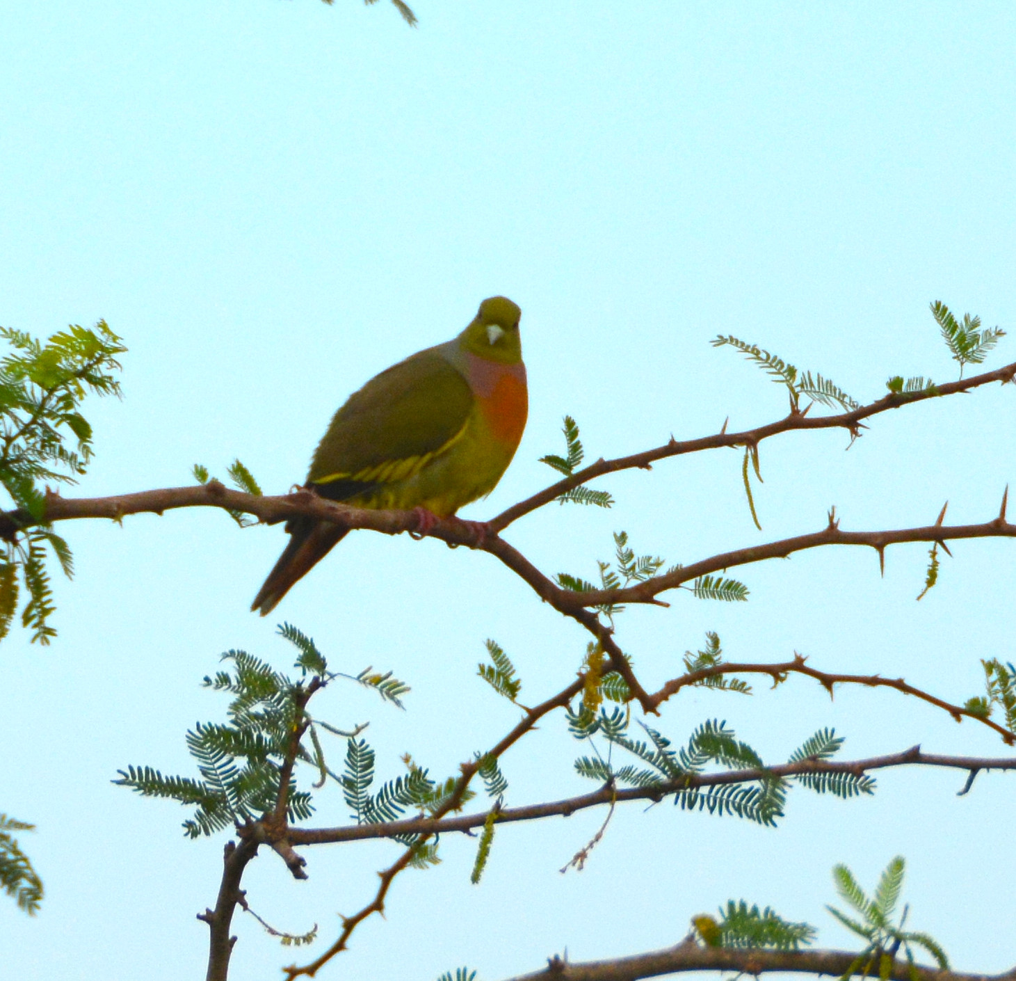 Orange-breasted green pigeon