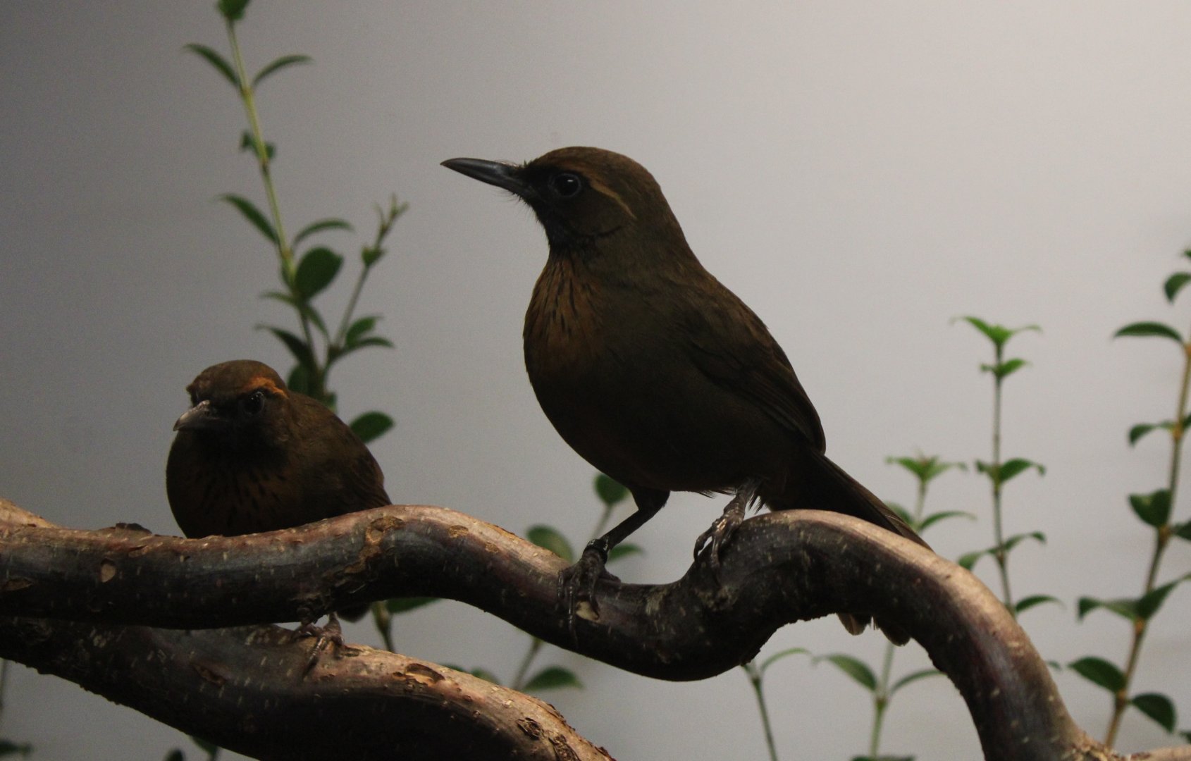 Orange-breasted laughing thrush