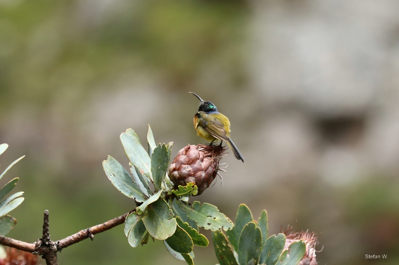 orange-breasted sunbird (Anthobaphes violacea) - male