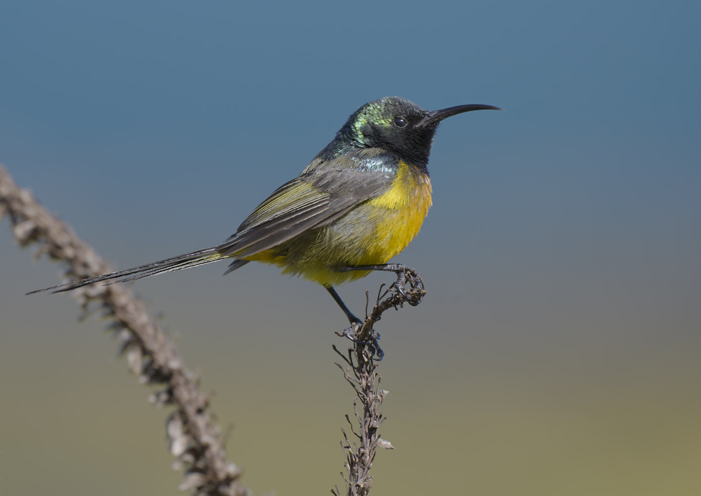 Orange-breasted sunbird