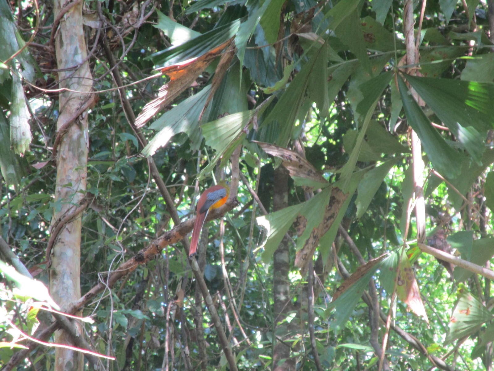 Orange-breasted Trogon - Cat Tien