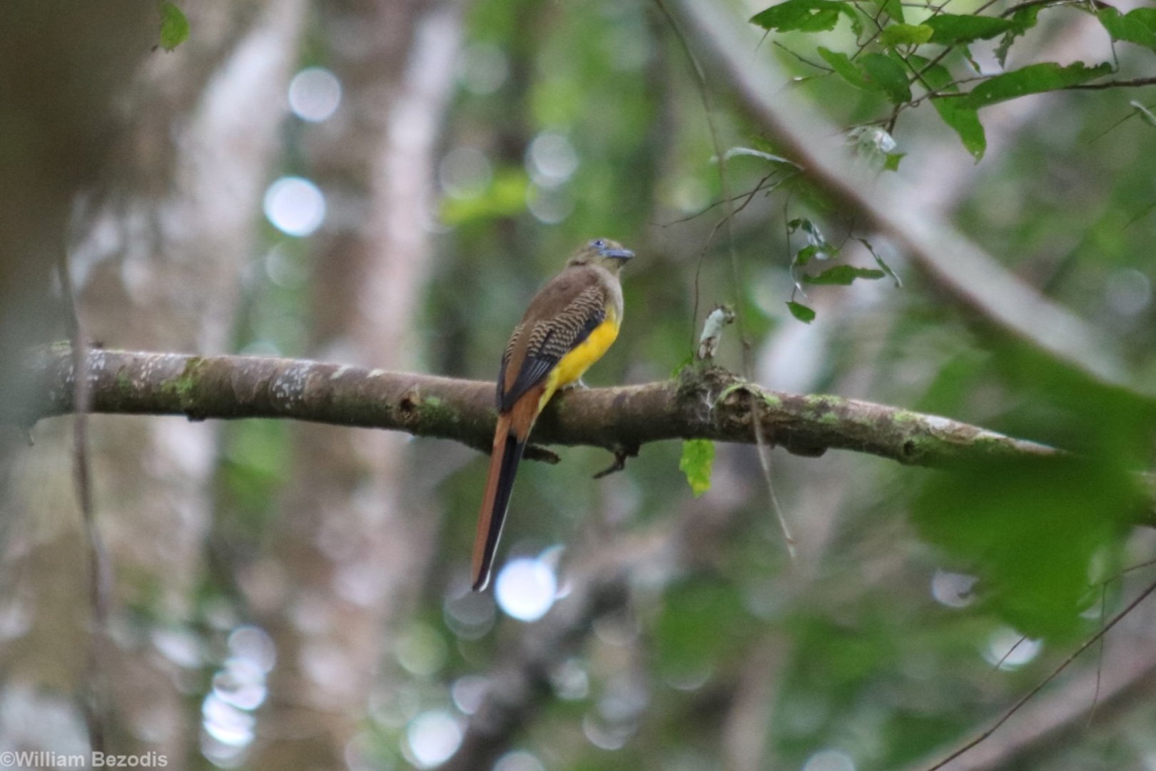 Orange-breasted Trogon - Cat Tien