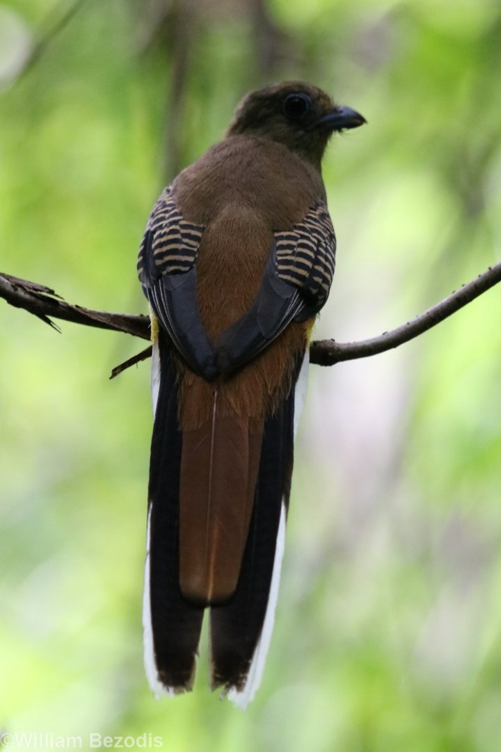 Orange-breasted Trogon - Cat Tien