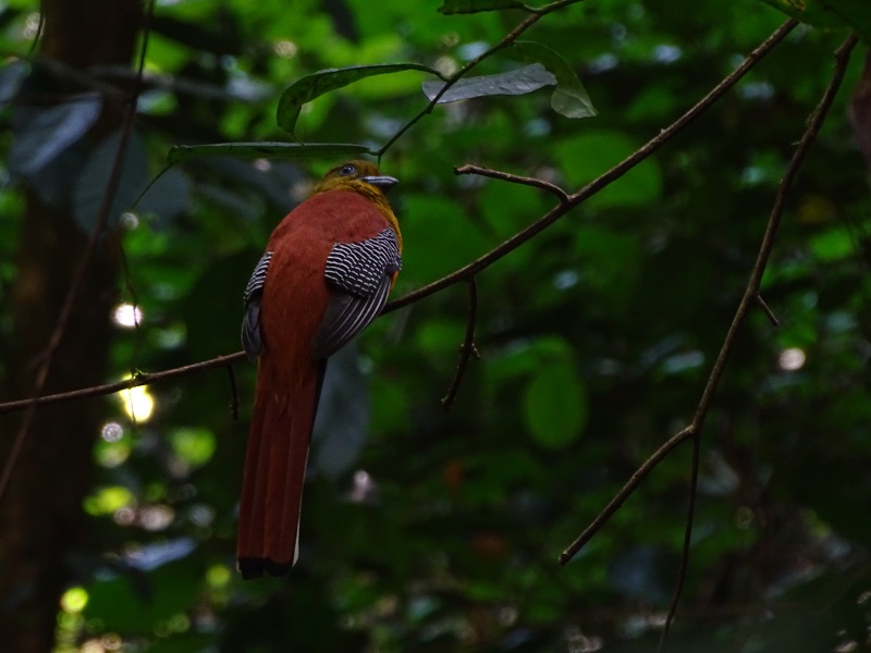 Orange-breasted trogon (Harpactes oreskios stellae)