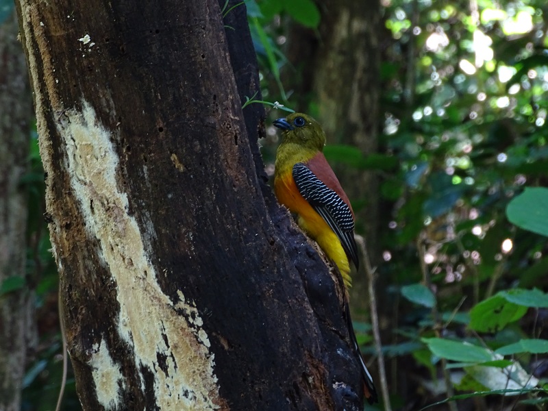 Orange-breasted trogon (Harpactes oreskios stellae)