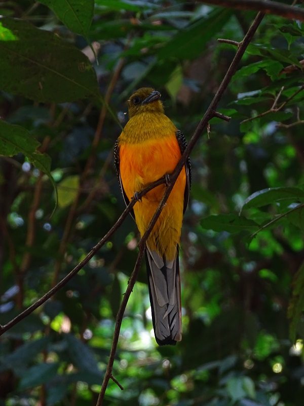 Orange-breasted trogon (Harpactes oreskios stellae)