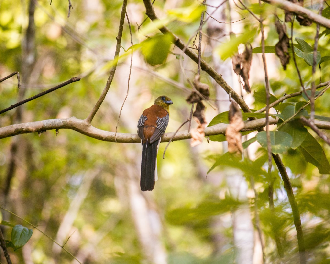 Orange-breasted trogon, Harpactes oreskios