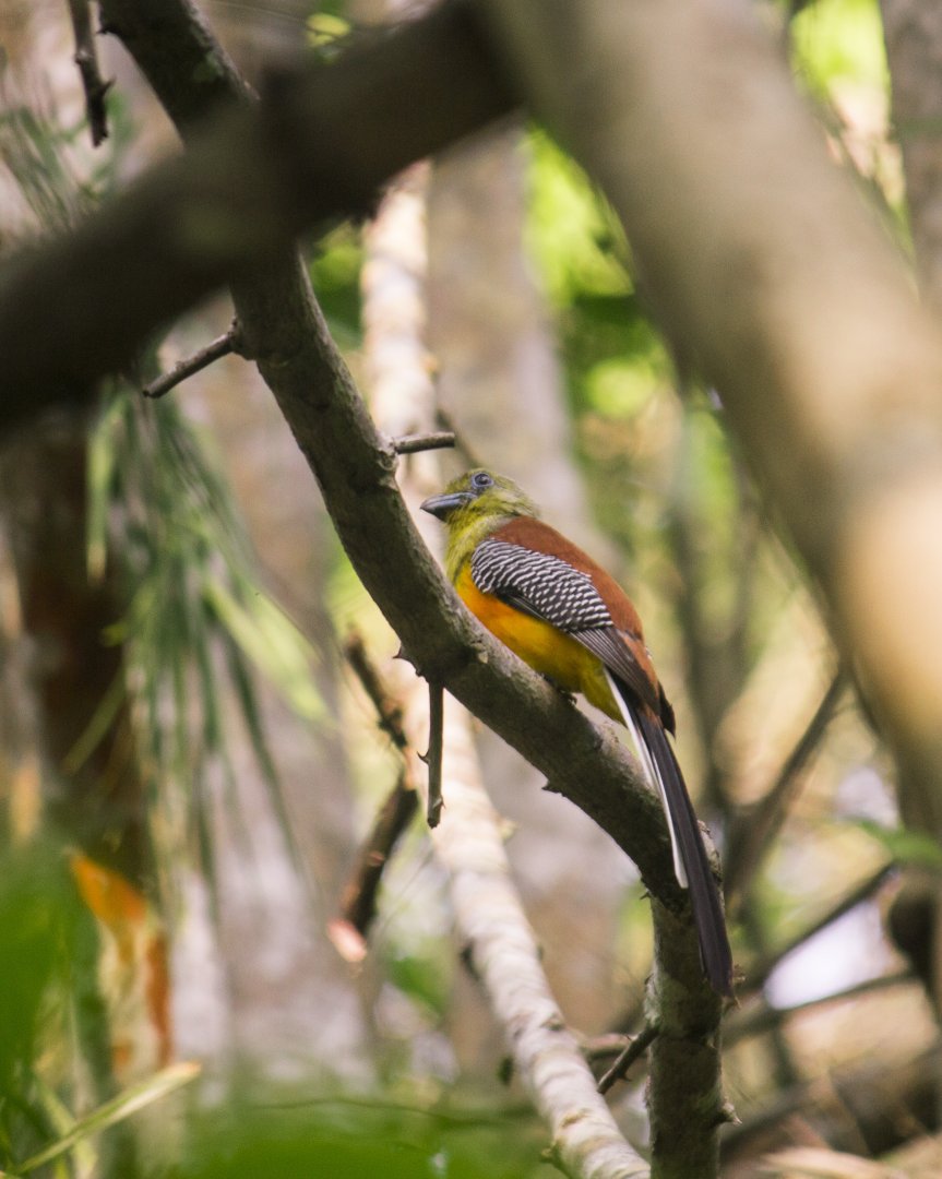 Orange-breasted trogon, Harpactes oreskios