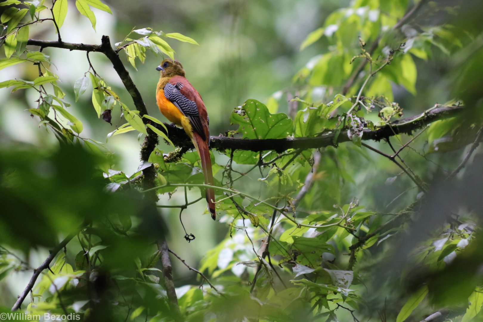 Orange-breasted Trogon - Kaeng Krachan National Park
