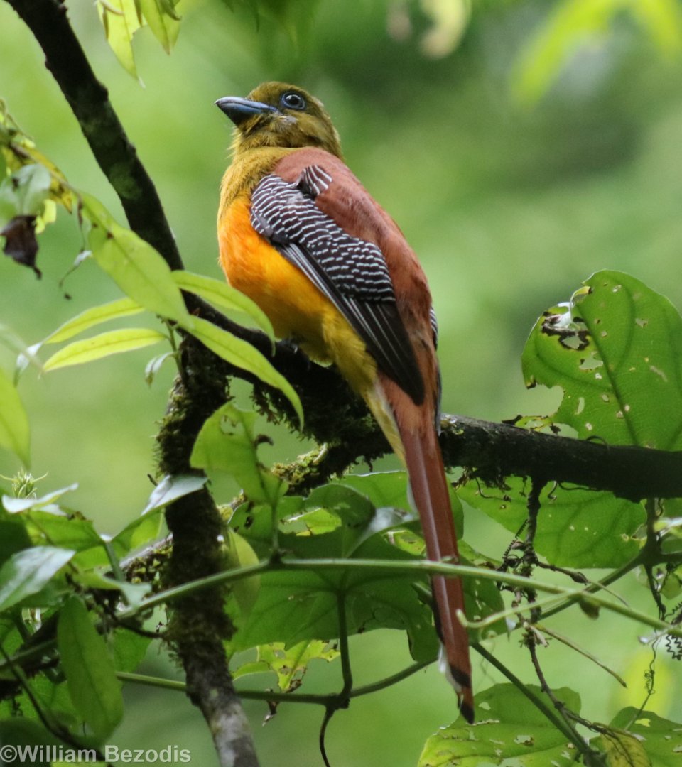 Orange-breasted Trogon - Kaeng Krachan National Park