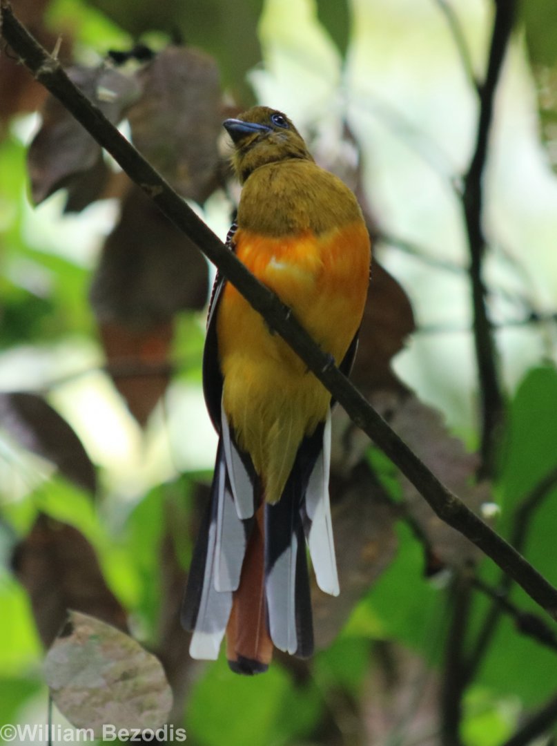 Orange-breasted Trogon - Kaeng Krachan National Park