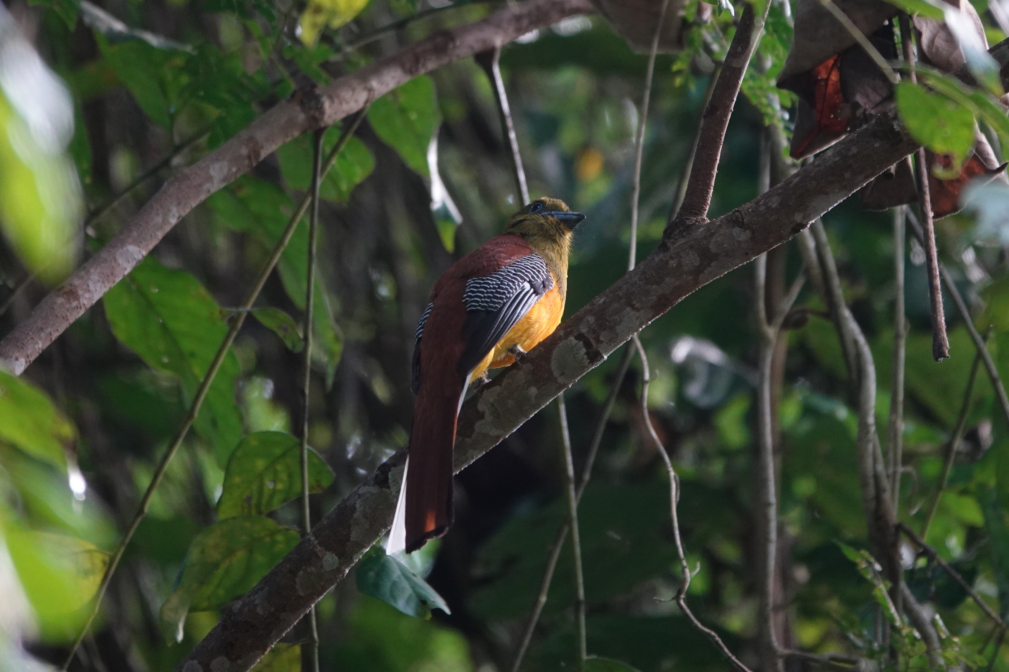 Orange-breasted Trogon