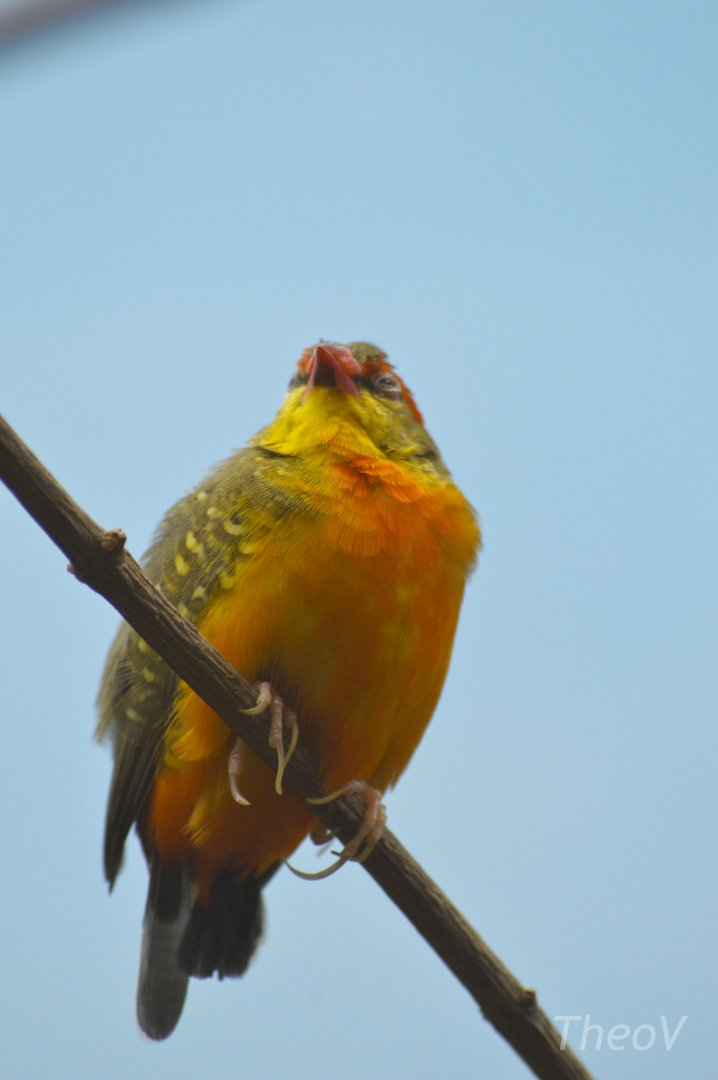 Orange-breasted waxbill [2018]