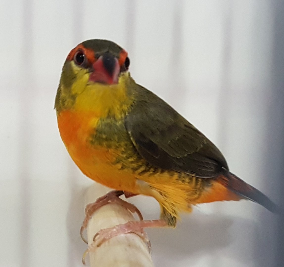 Orange-breasted waxbill - Amandava subflava