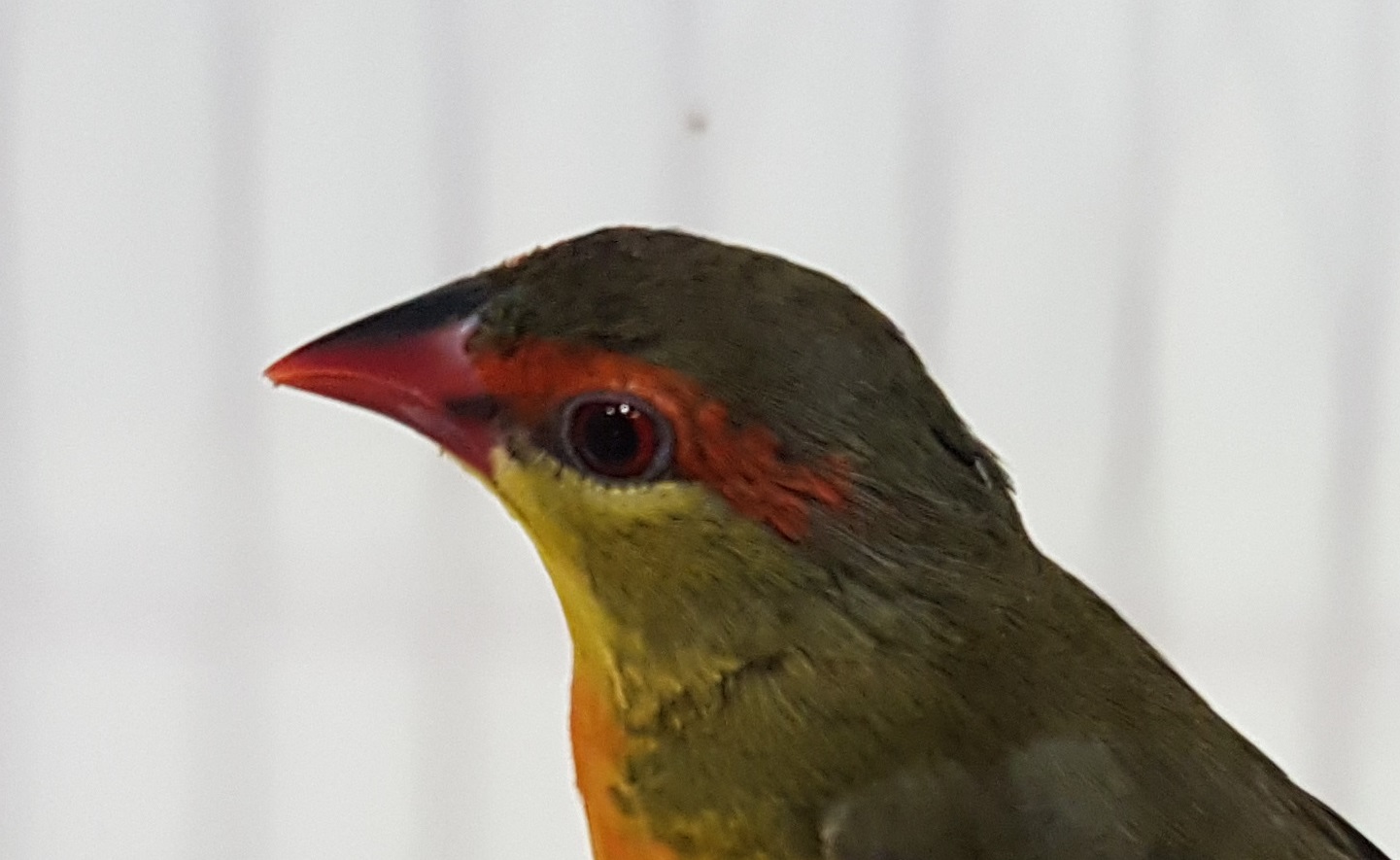 Orange-breasted waxbill - Amandava subflava